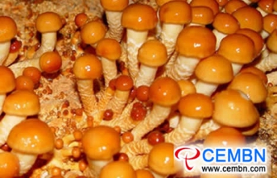 Cultivation and management kernels on Pholiota nameko