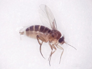 Newest work on the control of Phorid flies (Megaselia halterata) shows significantly better control with nematodes from e-nema GmbH