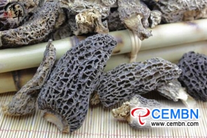 Area of Morel cultivation goes beyond thousand of Mu
