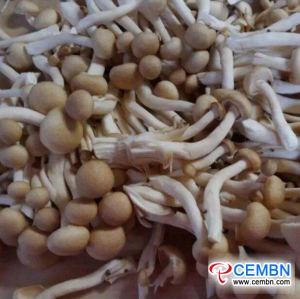 Jiangsu Fumin Market: Analysis of Mushroom Price