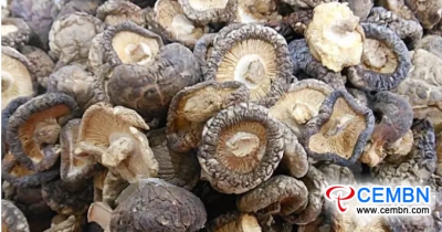 Situation on Production &amp; Sales Market and Export Trade of Shiitake Mushroom in China