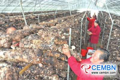 Hubei Nonghua Agricultural Technology Co., LTD: It is the harvest season of Shiitake mushroom