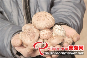 Flower mushrooms are entering into Korean market from China