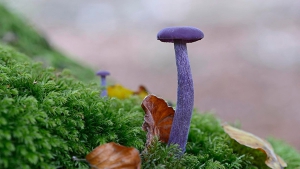 Alien Fungi: Do you dare to eat these violet mushrooms?