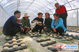 Training course of White fungus cultivation is fiery