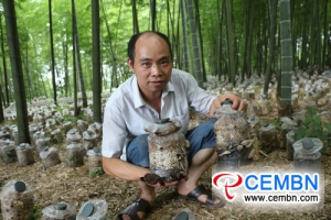 Sichuan Province: Bamboo fungi are evolving in bamboo forest