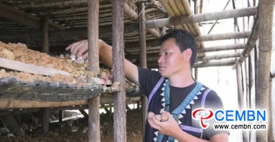 Brazil mushroom cultivation implies handsome earnings