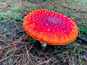 Mushroom picking not always without danger!