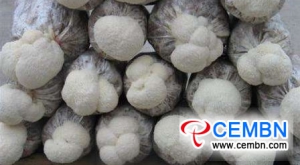 Management kernels during the fruiting phase of Hericium mushroom