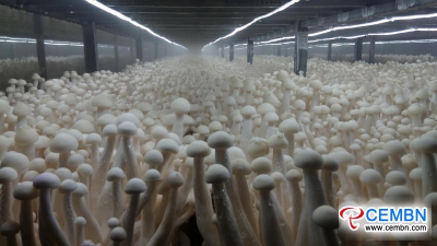 The 14th National Mushroom Supplies Expo &amp; Mushroom Factory Development Meeting