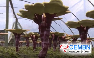 Artificial cultivation of Reishi mushroom yields a better tomorrow