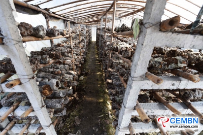 Manas County of Sinkiang: Annual output value of mushroom industry hits 63 million CNY