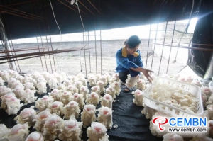 Guizhou Guifu Mushroom Company: It is the harvest time of Auricularia nigricans