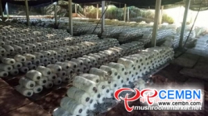 Chinese Mushroom Industry is now hailed as the prosperous thing