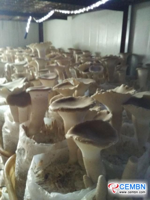 New mushroom variety: Trial cropping of Big Clitocybe mushroom got succeeded