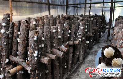Beijing: Waste cut logs breed superior mushrooms