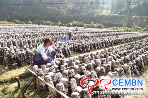 Black fungus cultivation points out a well-off future