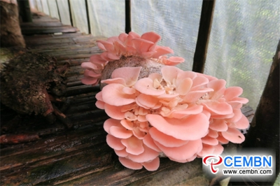 Rare Pleurotus djamor draws consumers in