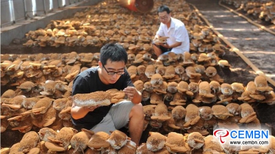 Tapping into Reishi mushroom growing to harvest handsome results