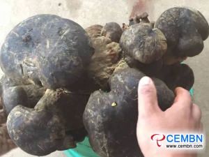 Giant Bolete was foraged in Kaiyuan, Yunnan Province