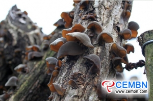 Mushroom industry is hailed as the booming industry that propels farmers to increase earnings