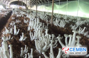 Country of Banana also breeds wealthy mushrooms