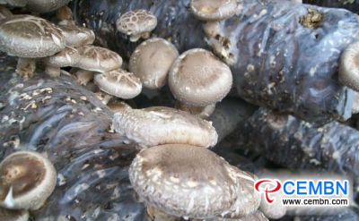 Xixia County, Henan Province of China: Shiitake mushroom industry booms