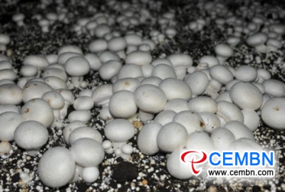 Mushroom cultivation pioneers a booming future