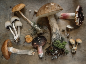 Mushroom culture runs deep in Slovenia
