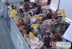 Various mushrooms attract the eyeballs of foreigners