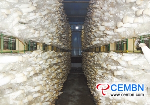 Characteristic mushroom industry is stepping into industrialized era
