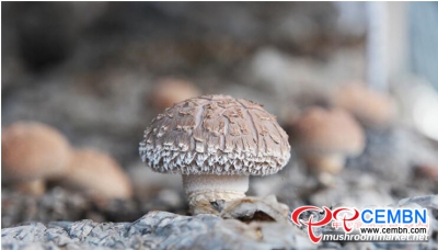 Shiitake mushrooms cropped on jujube trees gain popularity