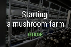 Starting a mushroom farm – guide for beginners
