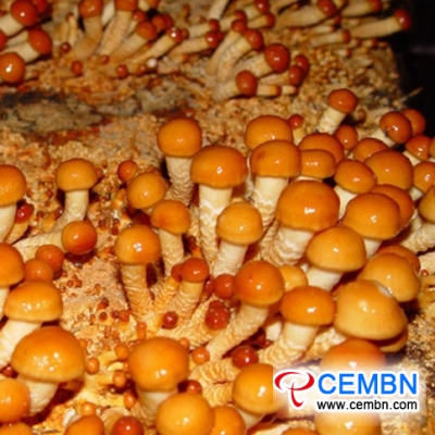 Pholiota nameko becomes Dandong City’s new name brand