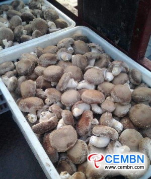 Output value of Shiitake industry reaches over 400 million CNY