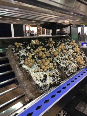 Dutch Mushroom Days 2019_30